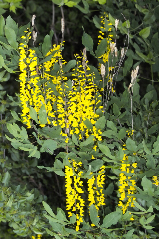 Goldregen Blüten und alte Samenschalen