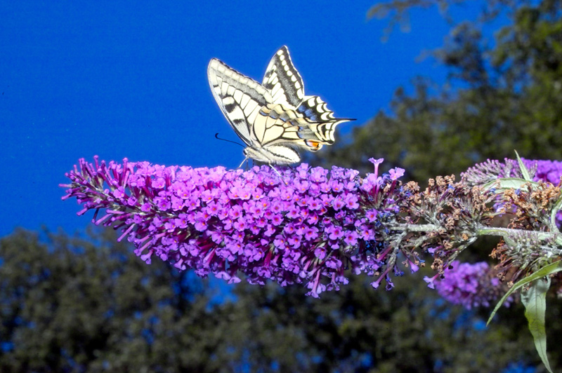 Schwalbenschwanz an Schmetterlingsflieder Buddleia 2